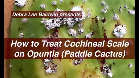 How To Treat Cochineal Scale On Cactus Youtube