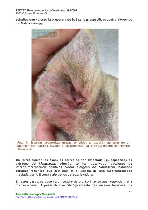 Dermatitis Canina Por Malassezia By Juan Rejas Issuu