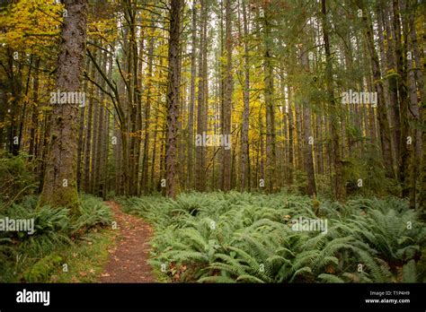 fall day   forest stock photo alamy