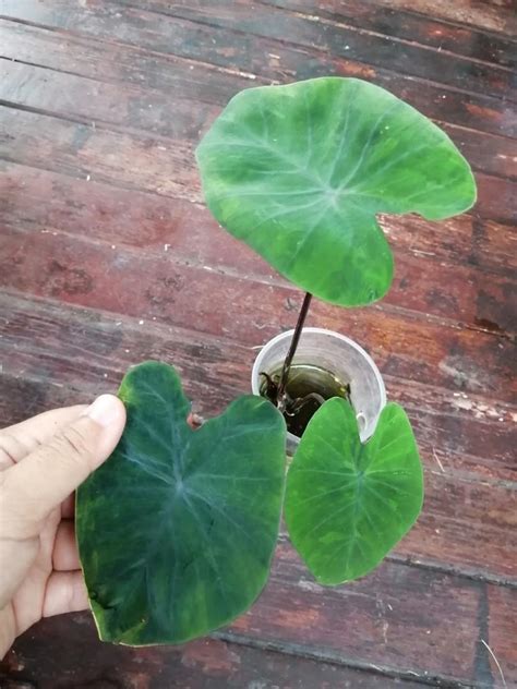 Colocasia Tiger Stripe Furniture Home Living Gardening Plants