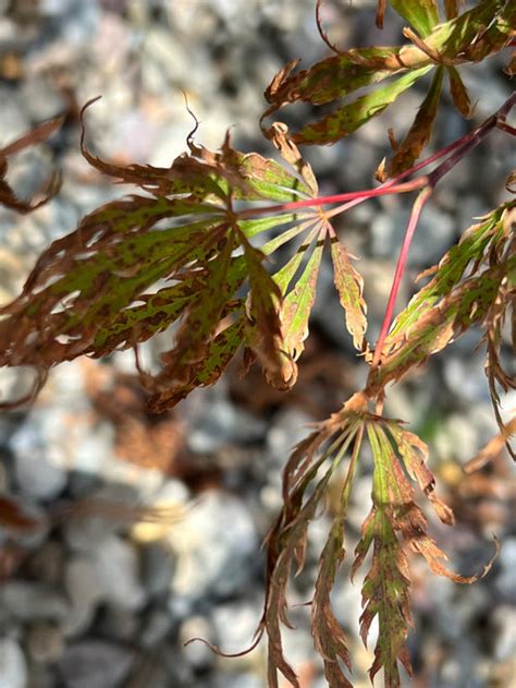 Japanese Maple, leaf scorch?