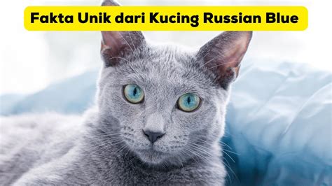 Fakta Unik Dari Kucing Russian Blue Unique Facts About Russian Blue