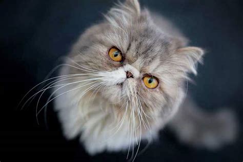 Persian Cat Breed Profile Personality Care Pictures