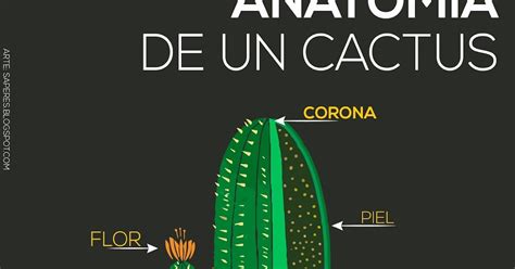 Esquematizar Um Cacto E Identificar Suas Partes - Esquematizar Um Cacto E Identificar Suas Partes - RETOEDU