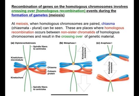 L10 Linkage And Chromosome Mapping In Eukaryotes Flashcards Quizlet