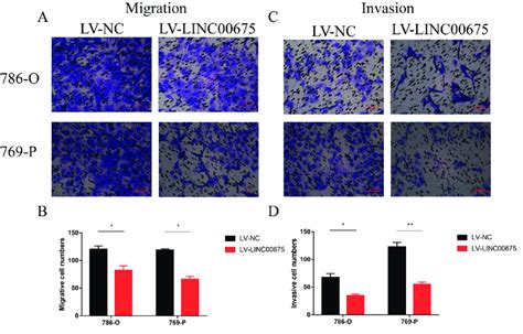 Linc00675 Overexpression Suppressed Migratory And Invasive Capacities