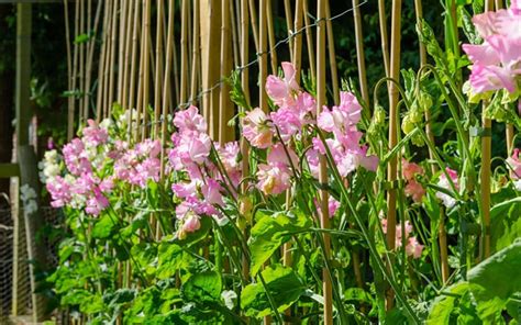 How To Grow Sweet Peas Sowing And Growing Instructions