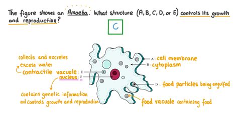 What Is Amoeba Definition Structure Classification 48 Off