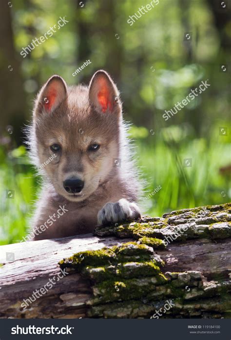 baby wolves  tree royalty  images stock  pictures