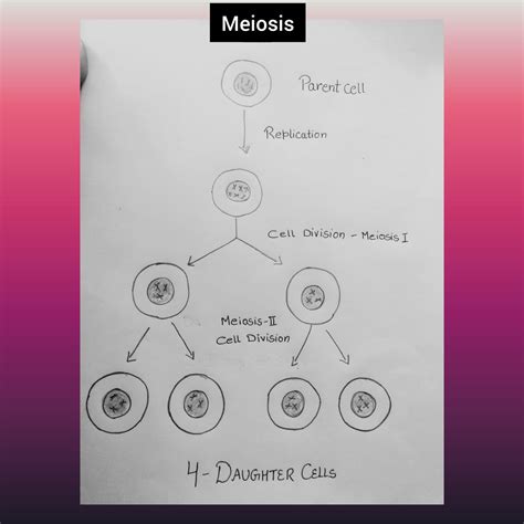 cell division   types
