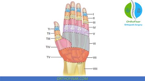 Extensor Tendon Injury Of The Hand Orthofixar 2025