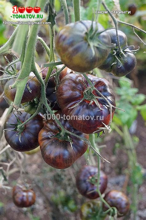 ТОМАТЫ – ГНОМЫ ВЫСОКОУРОЖАЙНЫЕ СОРТА ч.1 | 1000 томатов | Дзен