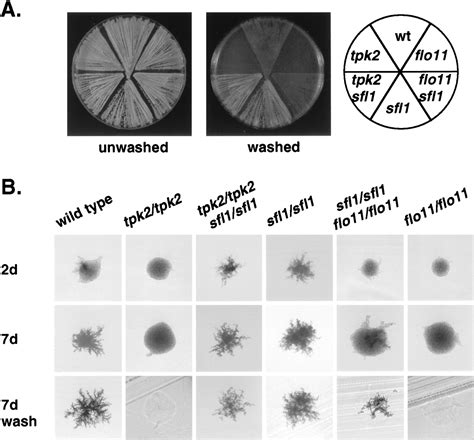 The Three Yeast A Kinases Have Specific Signaling Functions In