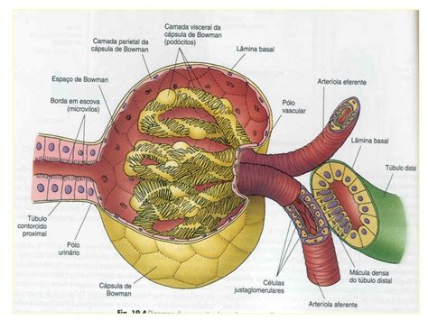 Aula 3 Histologia Sistema Urinário