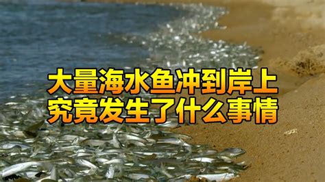 海岸发生了奇怪现象，大量海水鱼冲到了岸上，究竟它们发生了什么腾讯视频