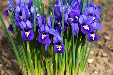 Iris Bl Te Merkmale Und Wissenswertes