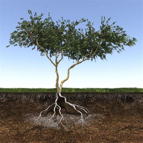 Árbol con raíces fuertes y profundas, render 3d | Foto Premium