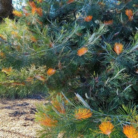 Golden Tower Sambucus Bloomables