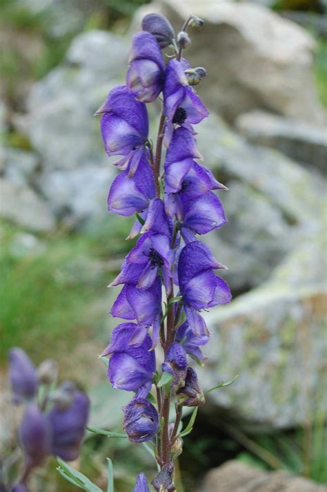 Aconitum Napellus Naturgucker De Enjoynature Net Flickr