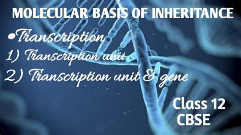 Transcription Molecular Basis Of Inheritance Class 12 CBSE