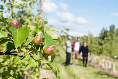 Nude Cider On Behance