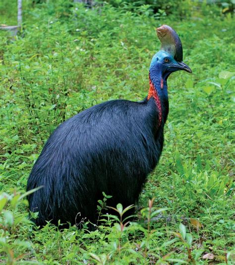 Cassowary Description Size And Facts Cassowary Cassowary Bird