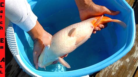 How To Tell If A Koi Fish Is Pregnant The Behaviors And Signs Fishgenix