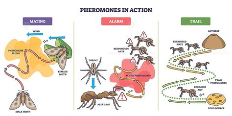 pheromones  action shows  ants  moths  chemical signals