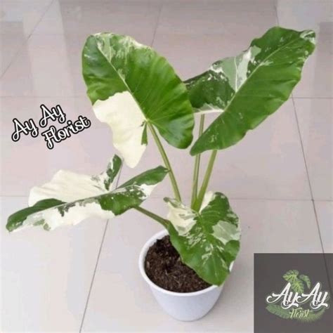 Jual Tanaman Hias Alokasia Macrorhiza Variegata Sente Varigata Tinggi