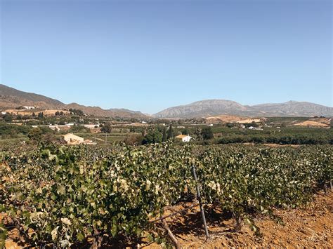 Een wijntour in de buurt van Málaga met White Houses Tours Barts Boekje