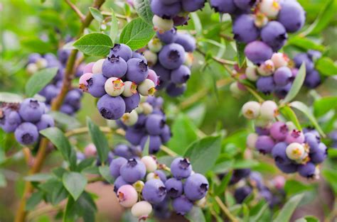 Vaccinium Peach Sorbet Blueberry Hello Hello Plants