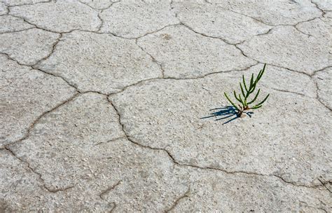 glasswort Salicornia europaea, Salt tolerant plants on cracked earth at