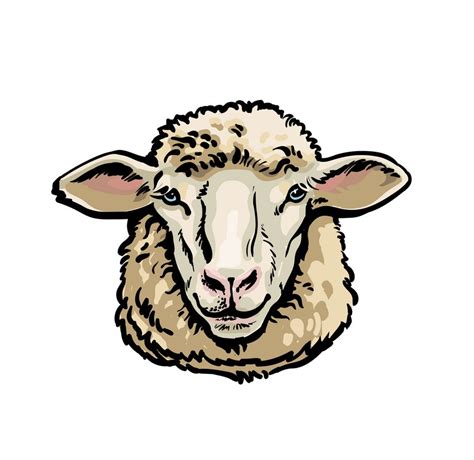 sheep head sketch - ClipartWorld