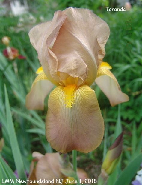 Toranda Historic Iris Preservation Society