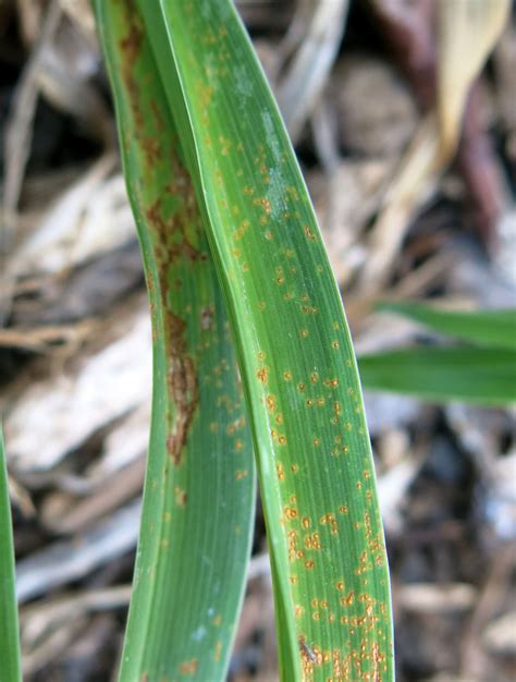 Is Your Lawn Infected With Rust Disease The Lawn Man