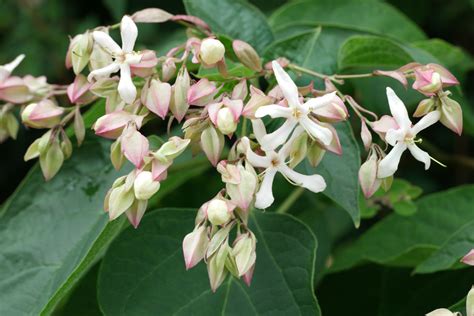 Clerodendrum trichotomum