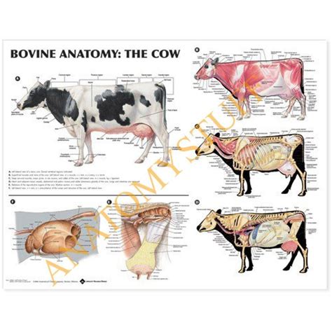 Bovine Anatomy Chart Poster Laminated Bovine Anatomy Veterinary