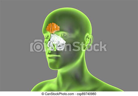 Anatomy Of Paranasal Sinuses 3d Illustration Showing Human Body With