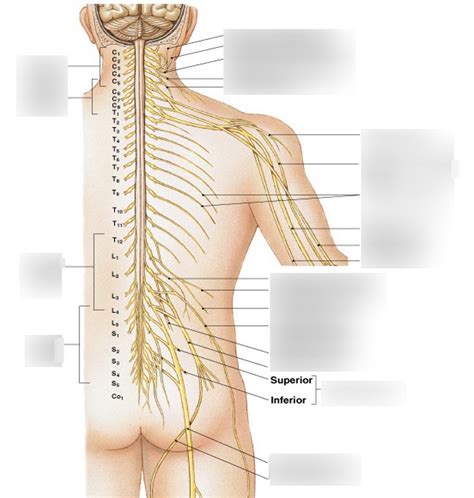 Plexuses Peripheral Nerves Diagram Quizlet