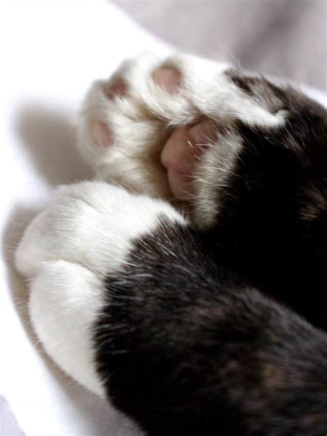 Why Do Cats Have Webbed Feet Lets Discover Better With Cats