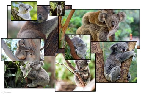 Beautiful Koalas Imgflip