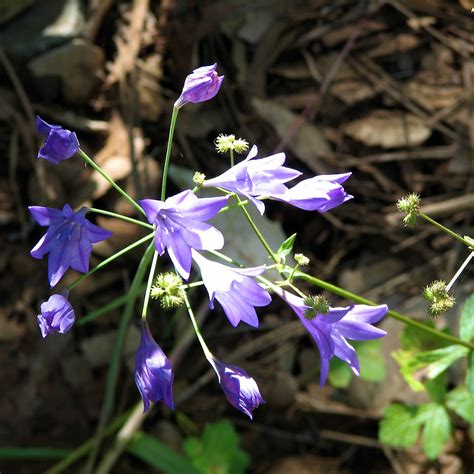 California Buckeye | Native Plant for Your Garden