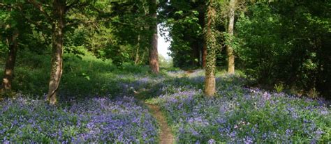 Dorset S Best Bluebell Walks Burnbake