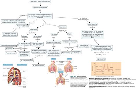 Fisiología Básica y Médica Mapa Conceptual de Mecánica de la