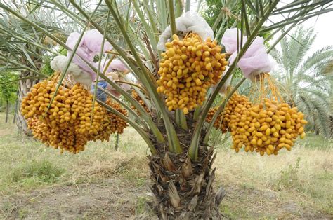 Tissue Culture Phoenix Dactylifers Date Palm Sai Lasya Hi Tech