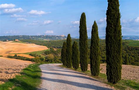 What Are The Tall Skinny Cypress Trees Called Eathappyproject