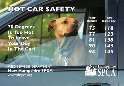 Summer Safety | How Hot is Your Car? - NHSPCA