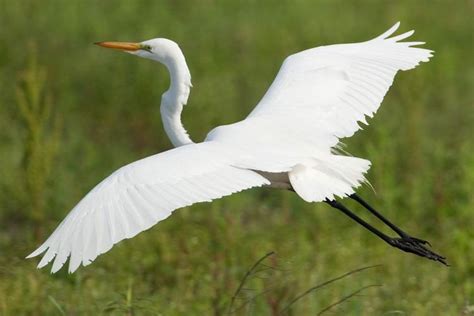 Great White Egret Facts, Habitat, Diet, Pictures