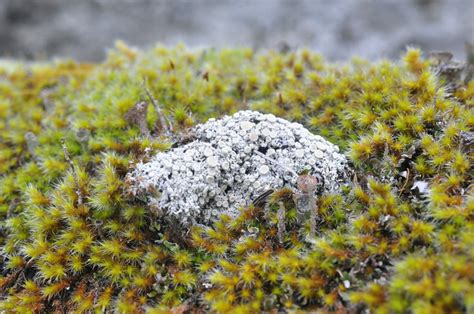 Tundra Saucer Lichen Lichens Of Mt Diablo A Guide Biodiversity All