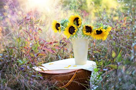 Kostenlose Foto Gras Wiese Fallen Blume Strau Vase Fr Hling